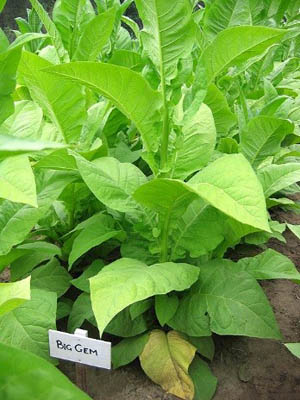 Big Gem Tobacco Plant